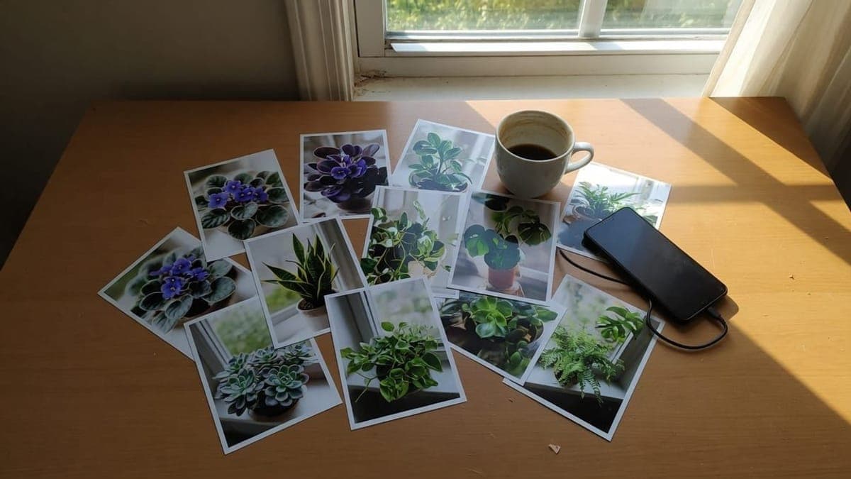Foto stampate di piante da appartamento sparse su un tavolo, accanto a una tazza e a un telefono.