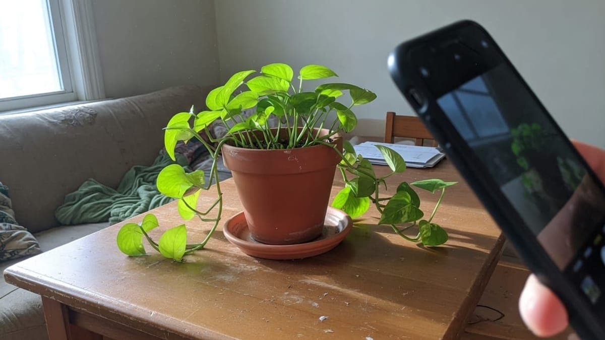 Pothos in un vaso di terracotta su un tavolino segnato, inquadrato sullo schermo di un telefono.